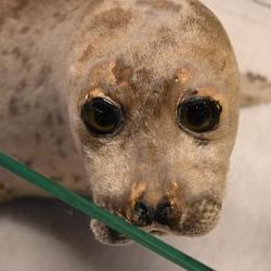 ImageExif object (341)