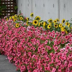 ImageExif object (361)